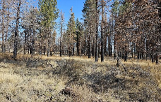 *Fire Sale!* Literally! This remote, off-grid parcel was hit by the Bootleg Fire. Selling at a discount!