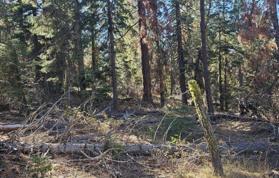 Plot perfection! Nice sized, heavily treed, power access, near nat’l forest!