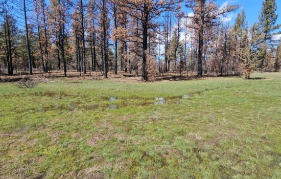 🌲🦌🔥 Attention Nature Lovers and Outdoor Enthusiasts! 4.55 acre adjoining lots bordering national forest.🔥🦌🌲