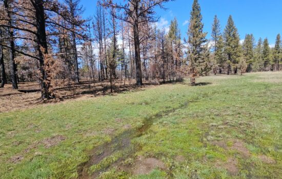 🌲🦌🔥 Attention Nature Lovers and Outdoor Enthusiasts! 4.5 acre adjoining lots bordering national forest.🔥🦌🌲