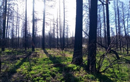 2.24 Acres of Buildable Land on Black Buck Lane, Bonanza, Klamath County, OR